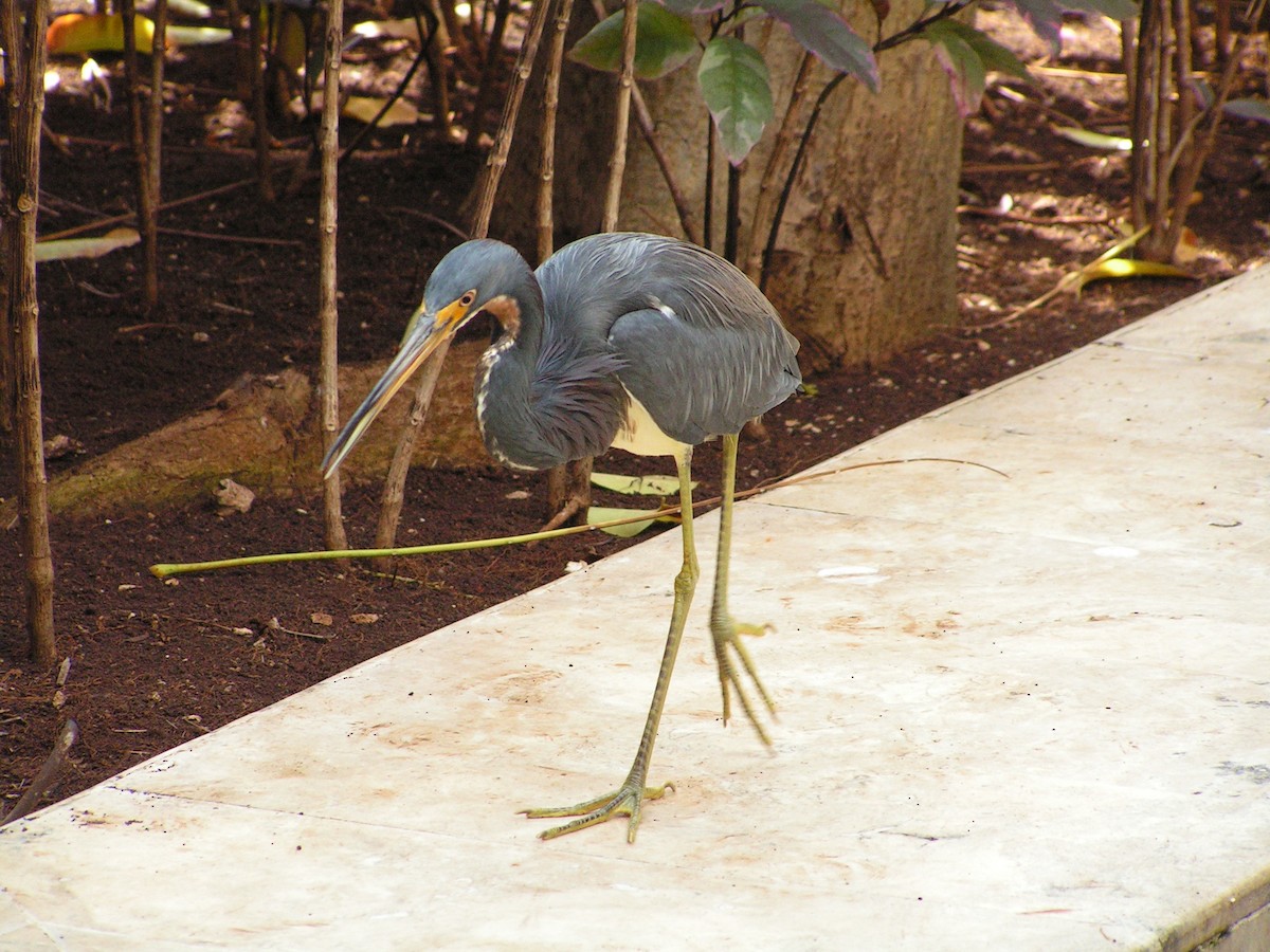 Tricolored Heron - ML623480414