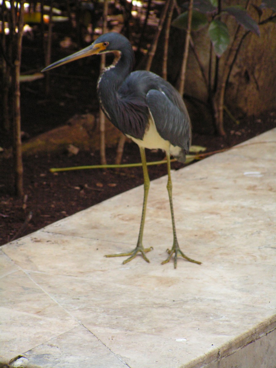 Tricolored Heron - ML623480415