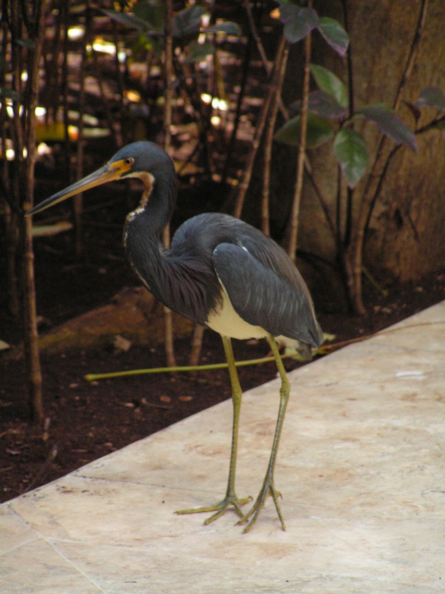 Tricolored Heron - ML623480416