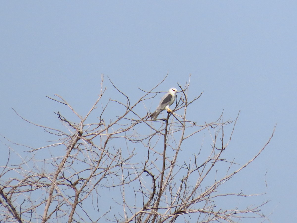 Black-winged Kite - ML623480433