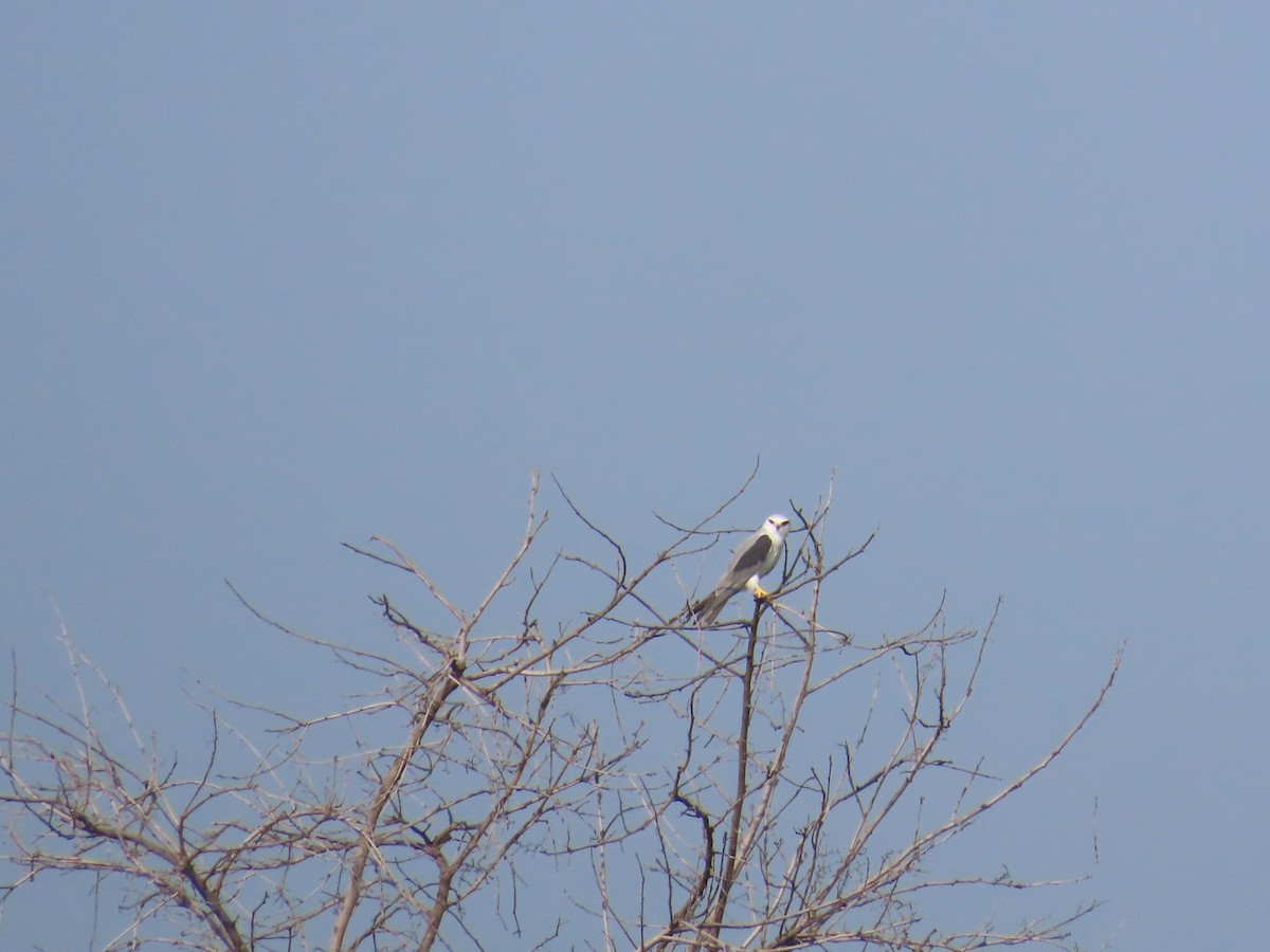 Black-winged Kite - ML623480434