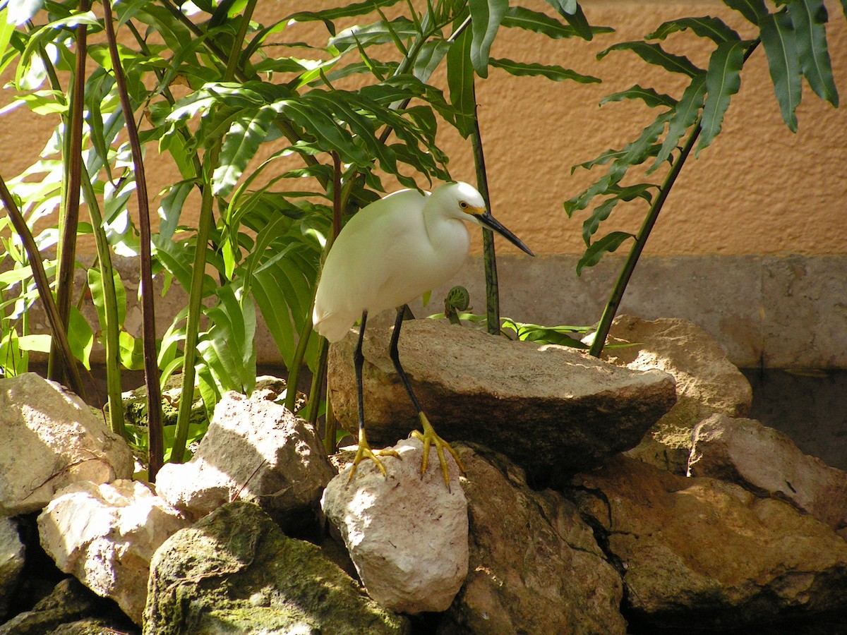 Snowy Egret - ML623480435