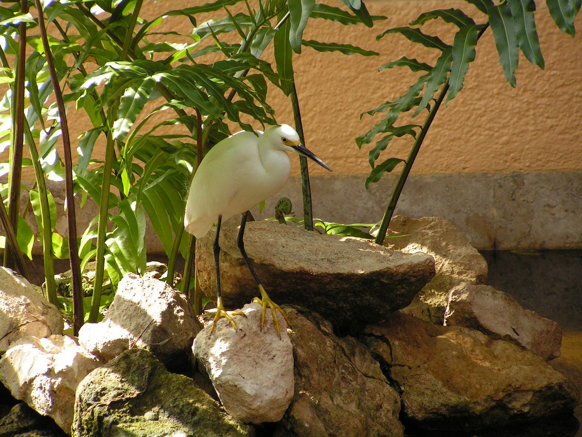 Snowy Egret - ML623480436