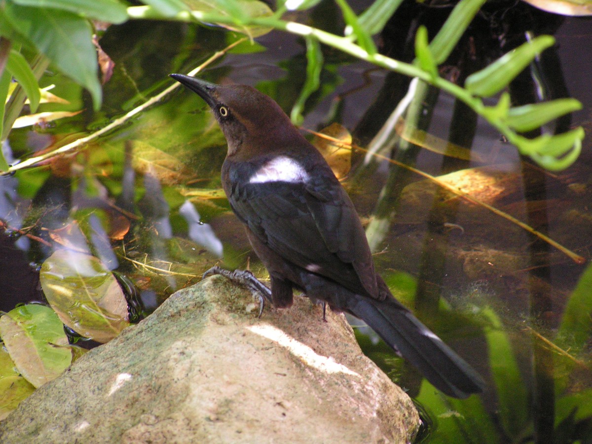 Great-tailed Grackle - ML623480445