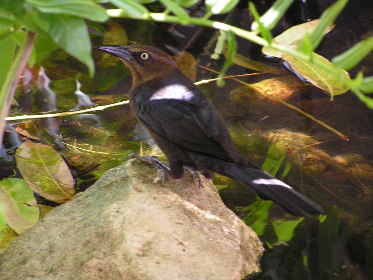 Great-tailed Grackle - ML623480446