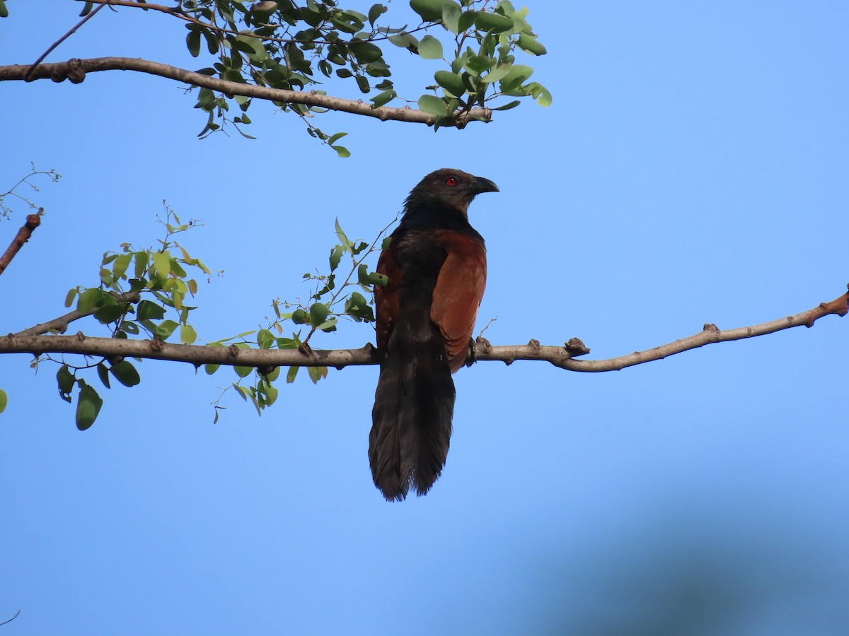 Greater Coucal - Shilpa Gadgil