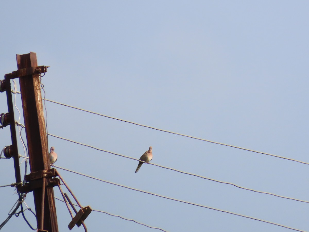 Laughing Dove - ML623480474