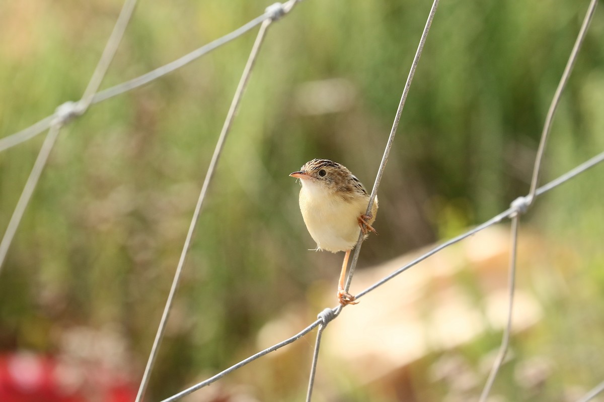 Zitting Cisticola - ML623480497