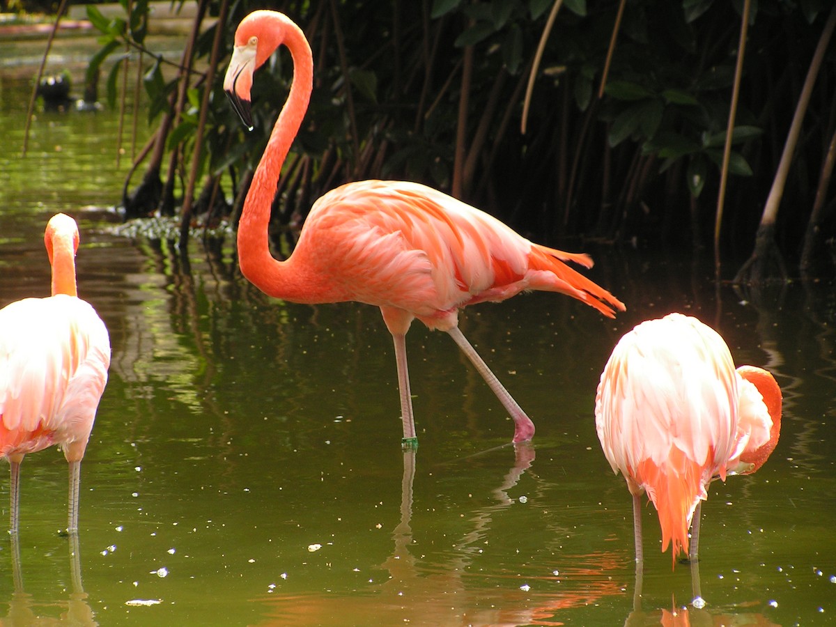 American Flamingo - ML623480500