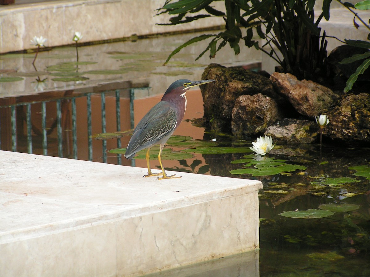 Green Heron - Abigail Duvall