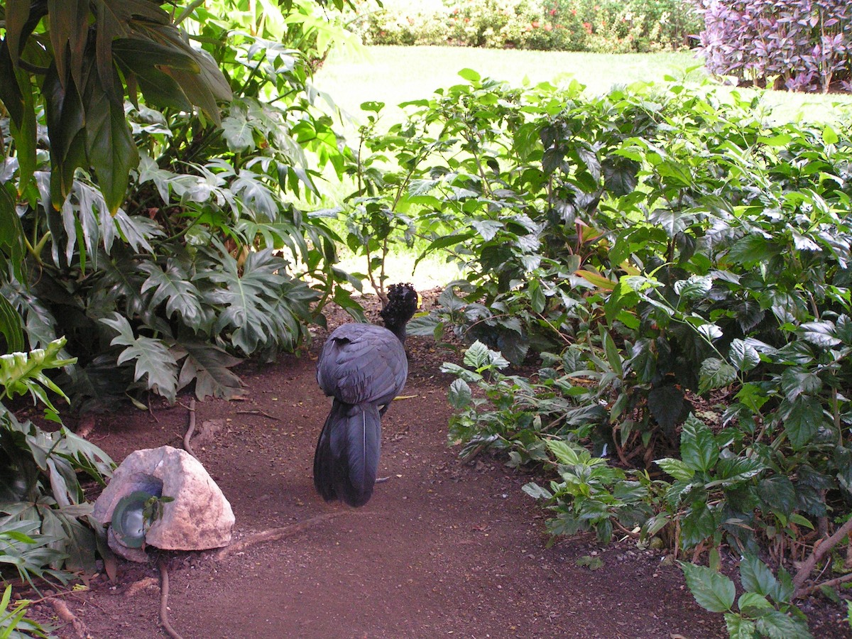 Great Curassow - ML623480546