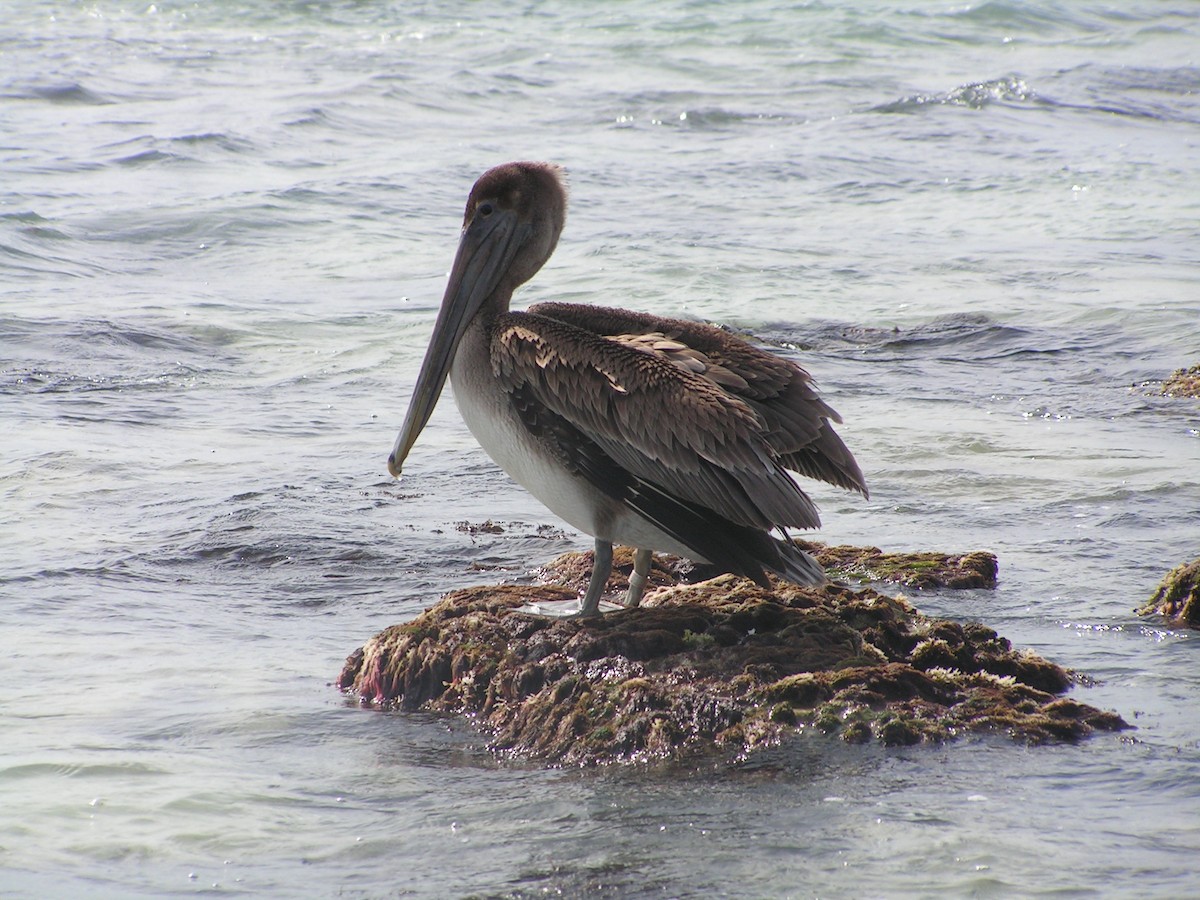 Brown Pelican - ML623480572