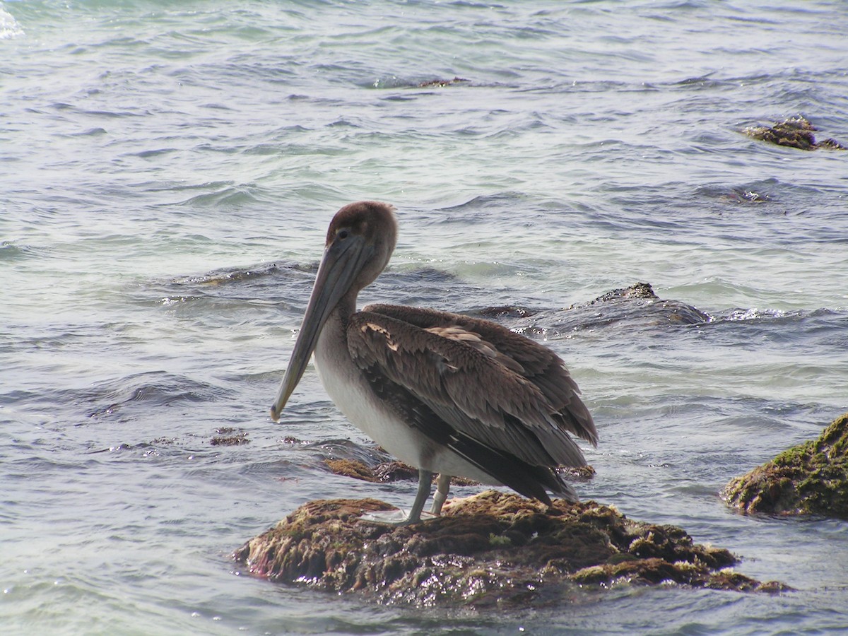 Brown Pelican - ML623480573