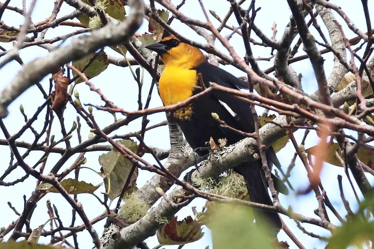 Yellow-headed Blackbird - ML623480677