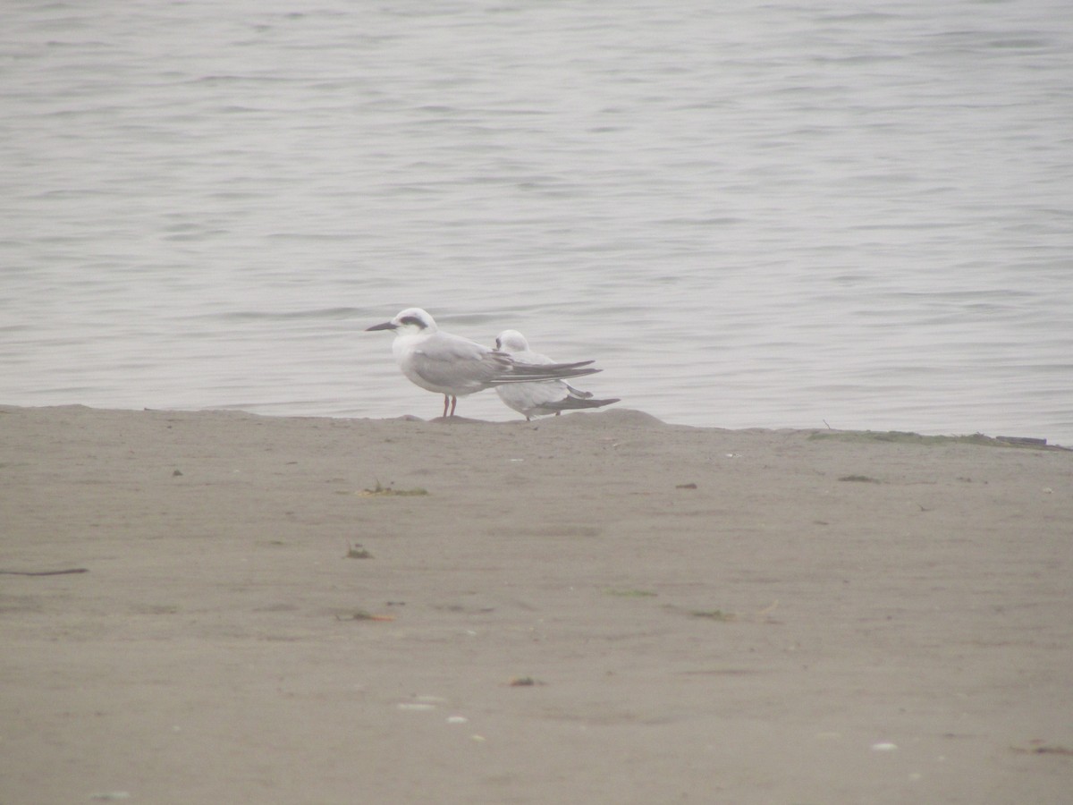 Snowy-crowned Tern - Miguel Angel