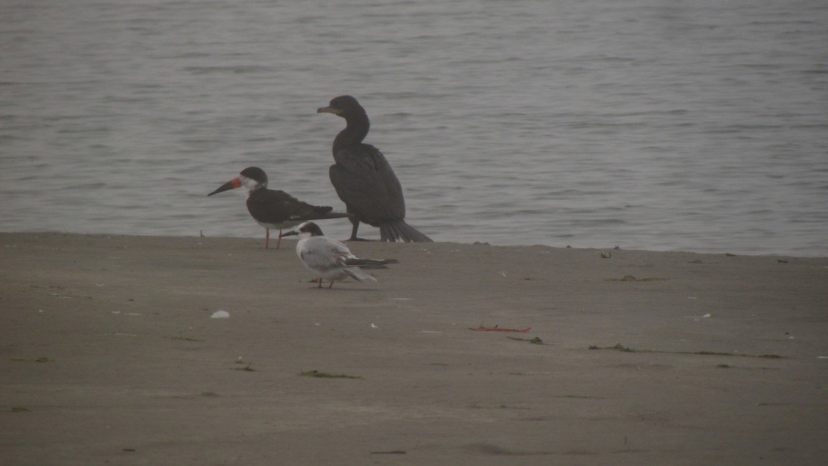 South American Tern - ML623480775