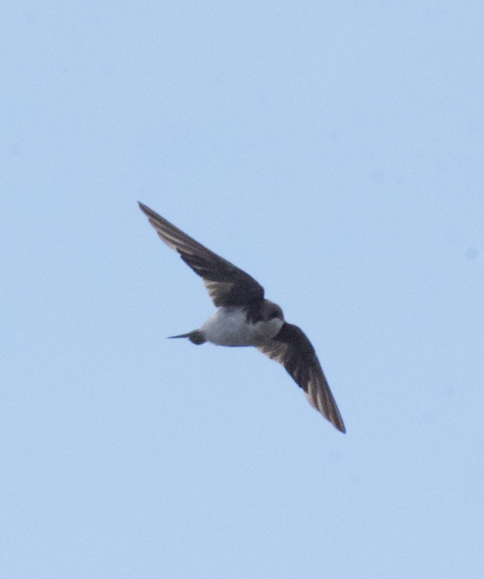 Golondrina Bicolor - ML623480777