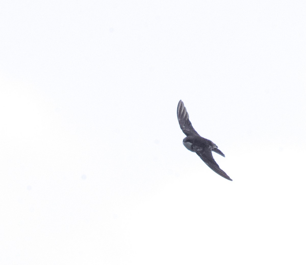 Golondrina Bicolor - ML623480792