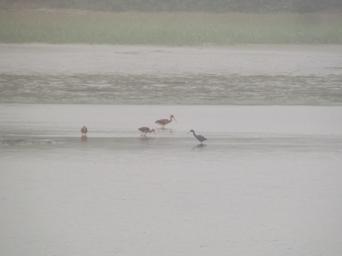 Scarlet Ibis - ML623480808