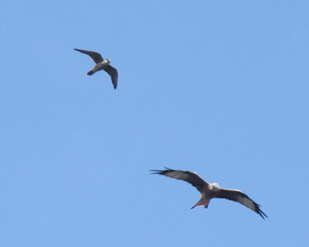 Eurasian Hobby - ML623480842