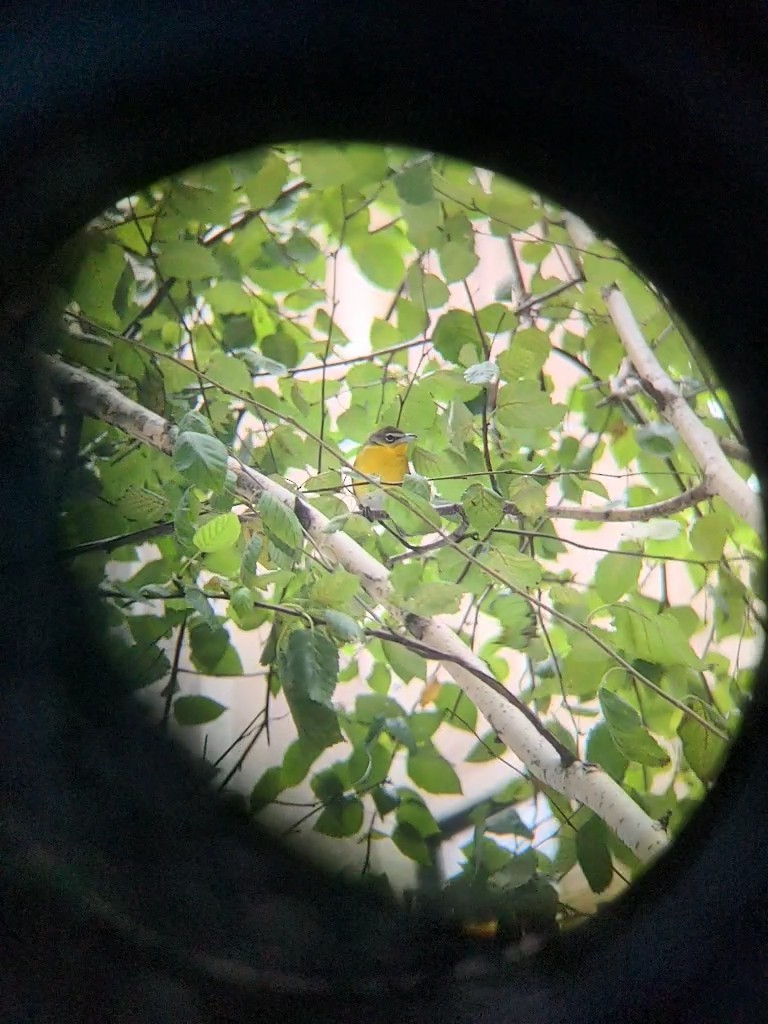 Yellow-breasted Chat - ML623480868