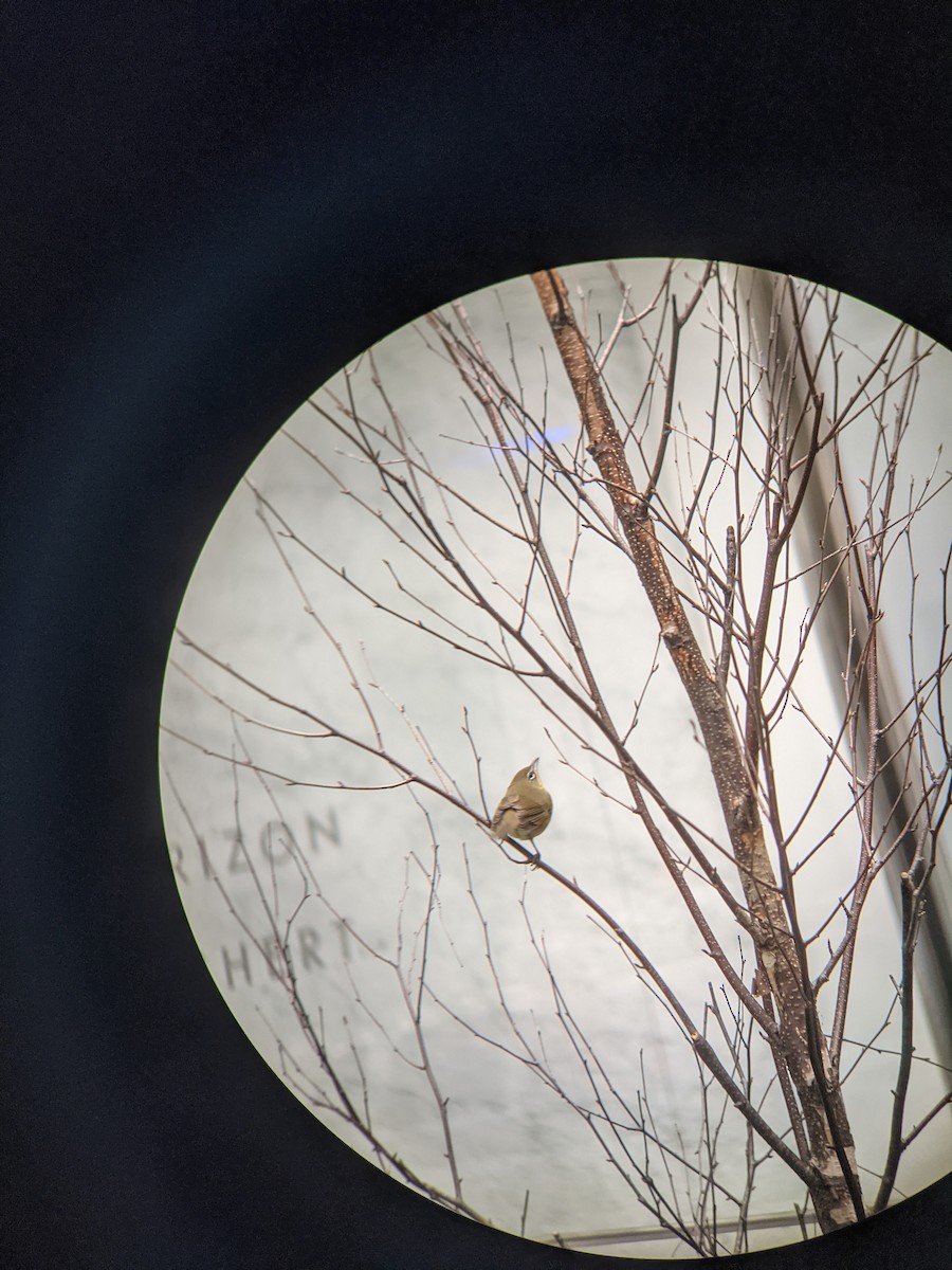 Yellow-breasted Chat - ML623480886