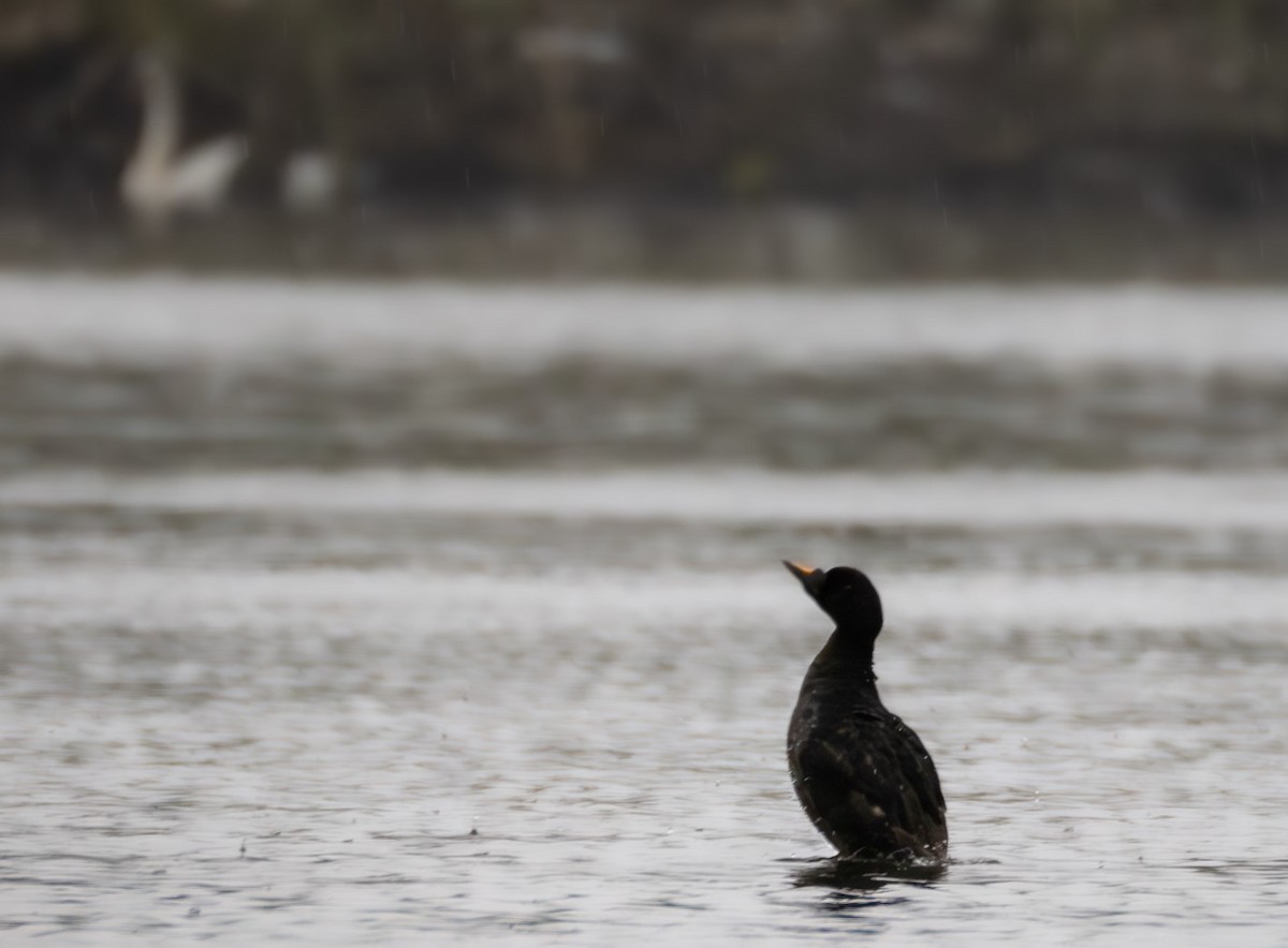 Common Scoter - ML623480907