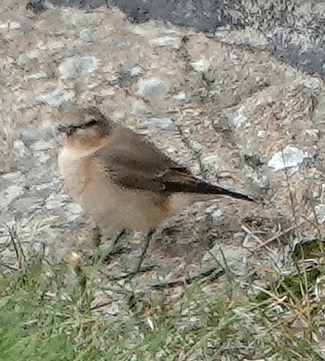 Адууч чогчиго - ML623480922