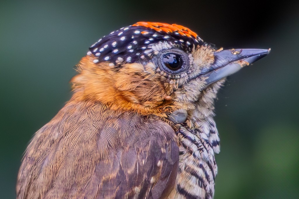 Ochre-collared Piculet - ML623480960