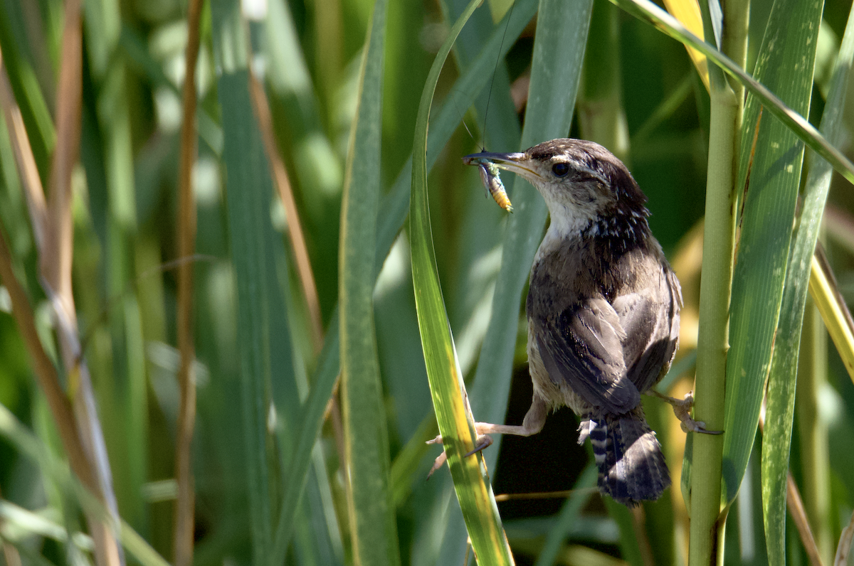 Marsh Wren - ML623480973