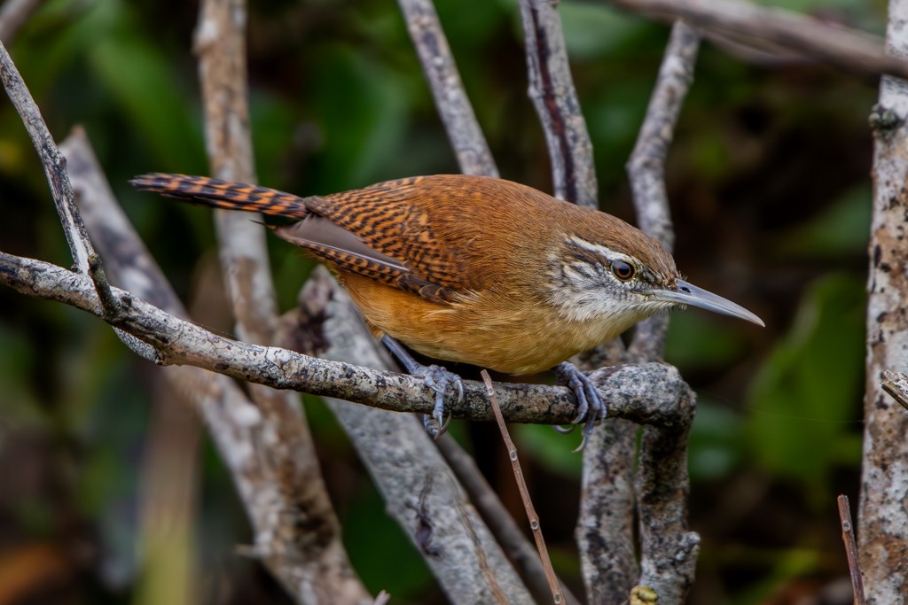 Long-billed Wren - ML623480977