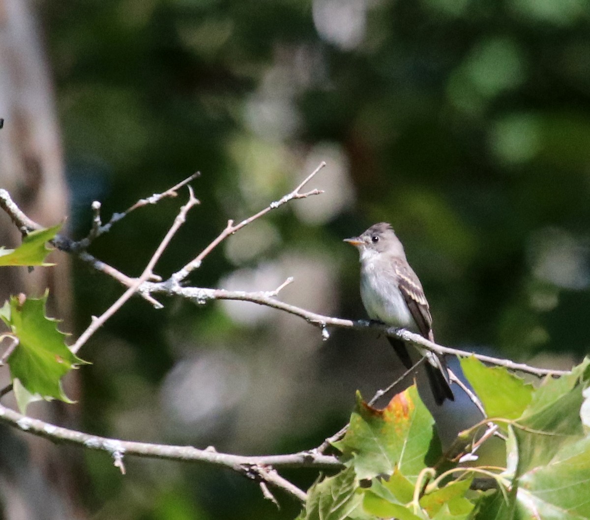 Eastern Wood-Pewee - ML623480981