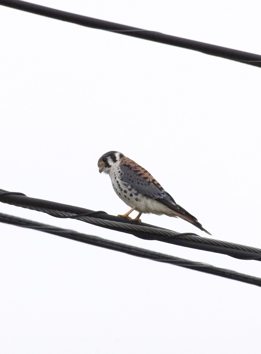 American Kestrel - ML623481004