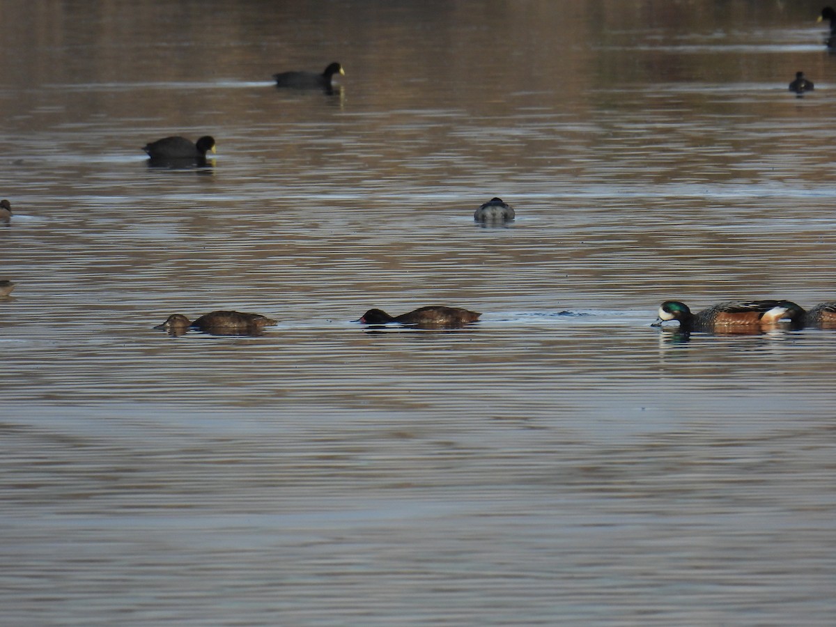 Black-headed Duck - ML623481083