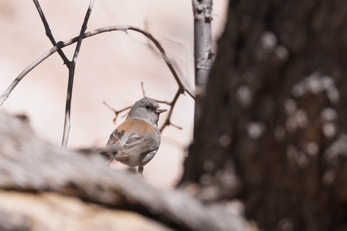 Junco ardoisé - ML623481133