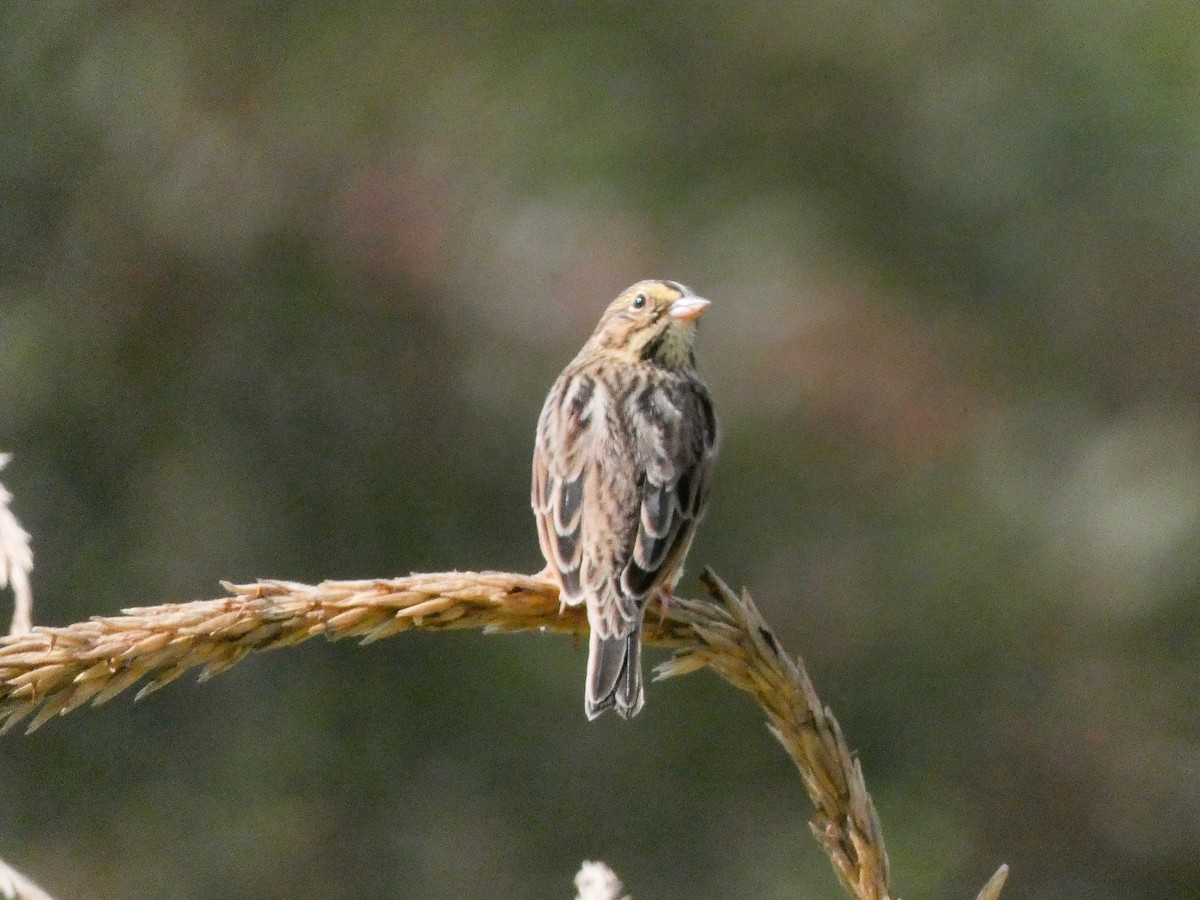 Savannah Sparrow - Larry Morin