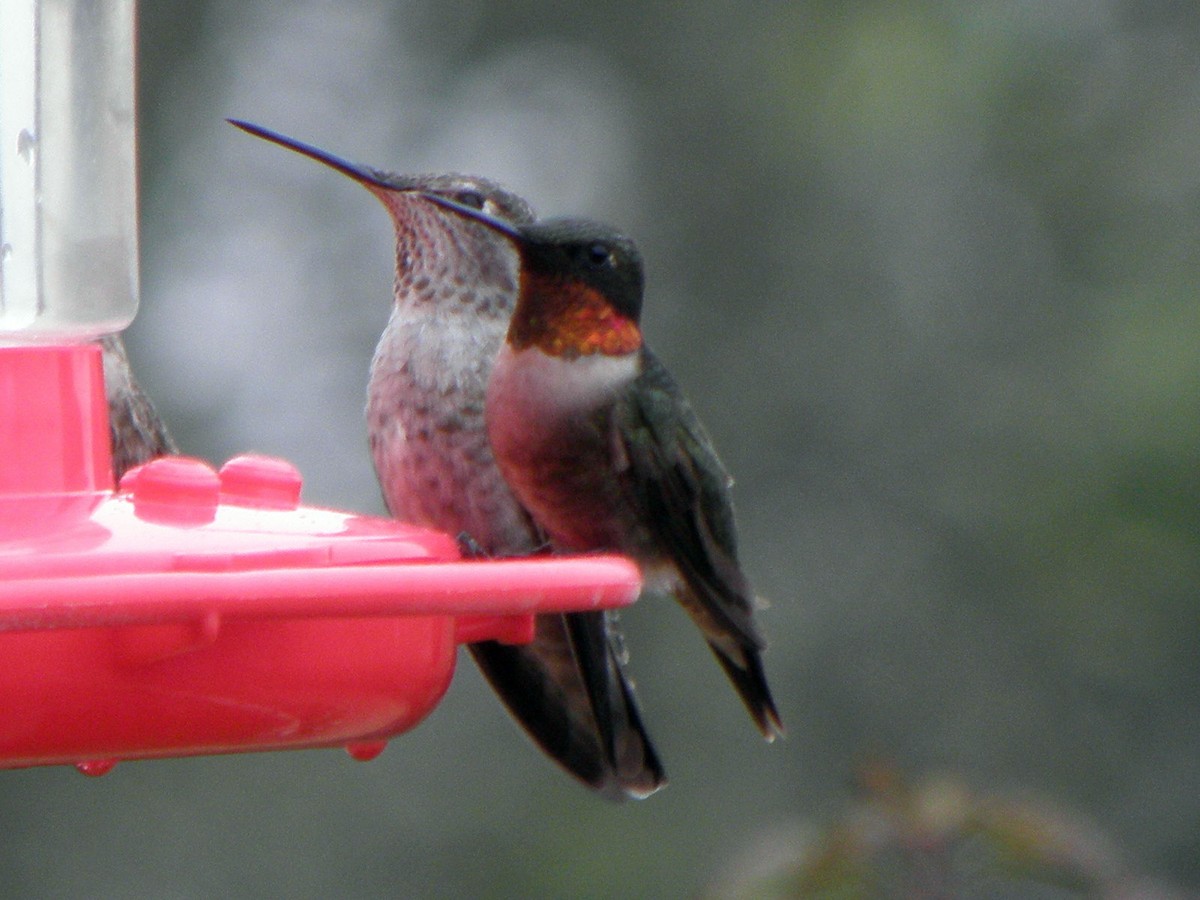 Ruby-throated Hummingbird - ML62348121
