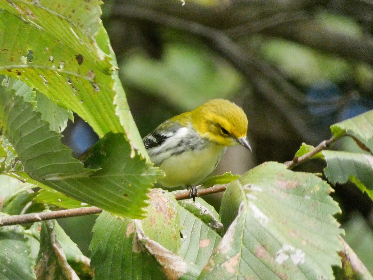 Black-throated Green Warbler - ML623481218