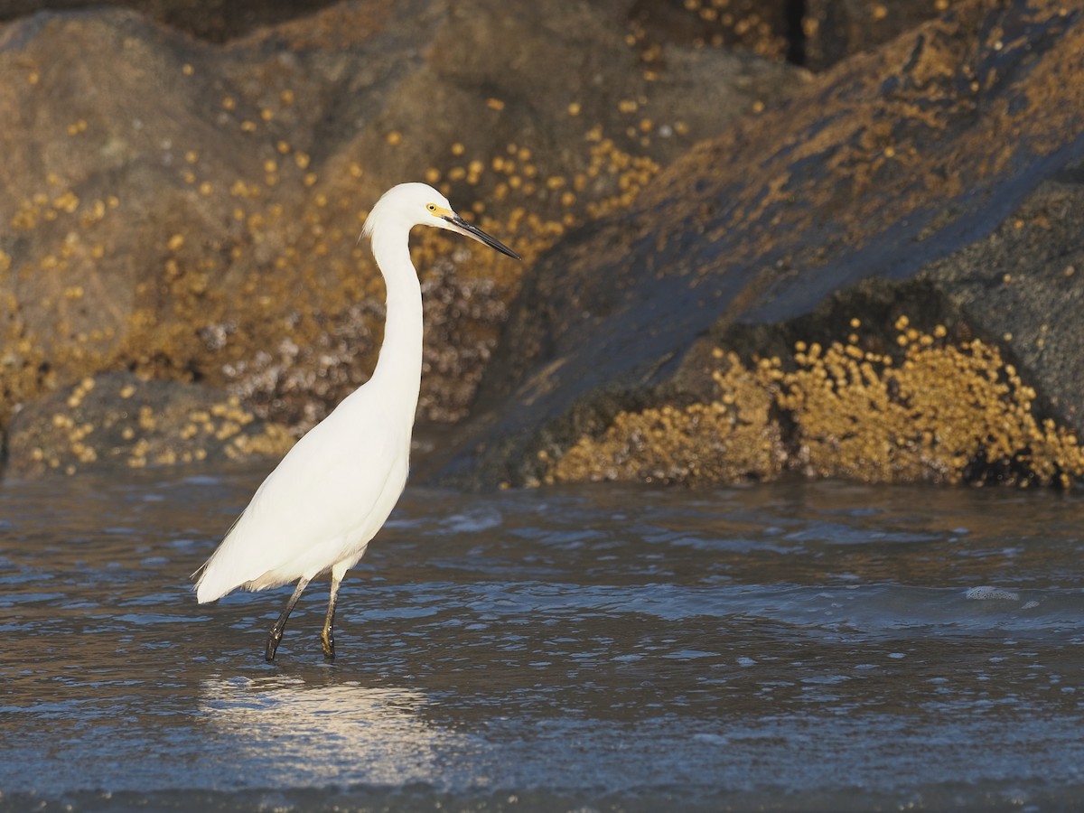 Snowy Egret - ML623481242