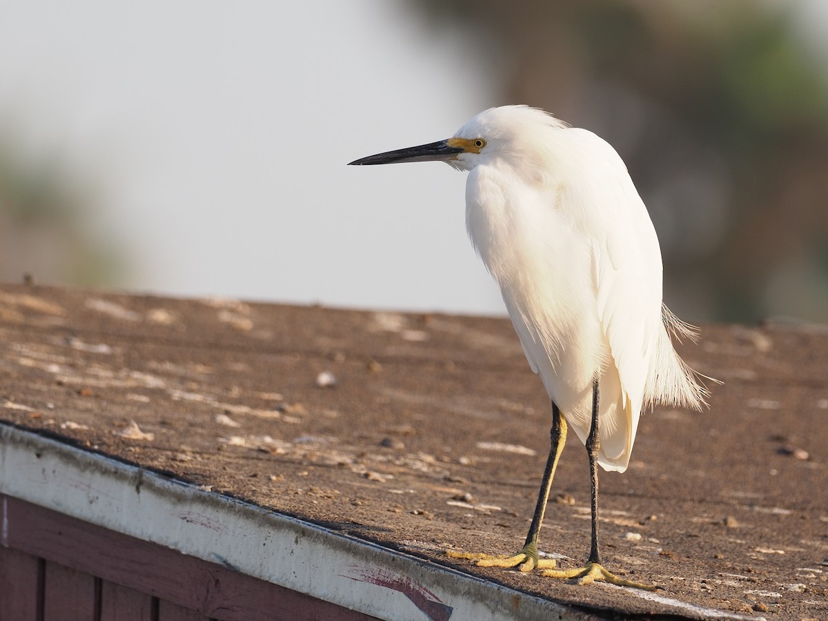 Snowy Egret - ML623481265