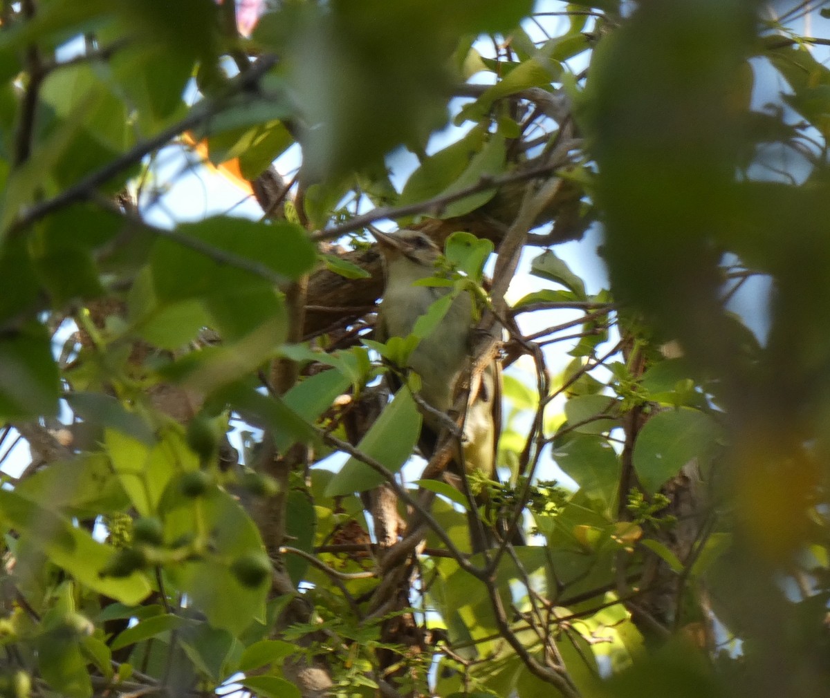 Black-whiskered Vireo - Nicholas Sly