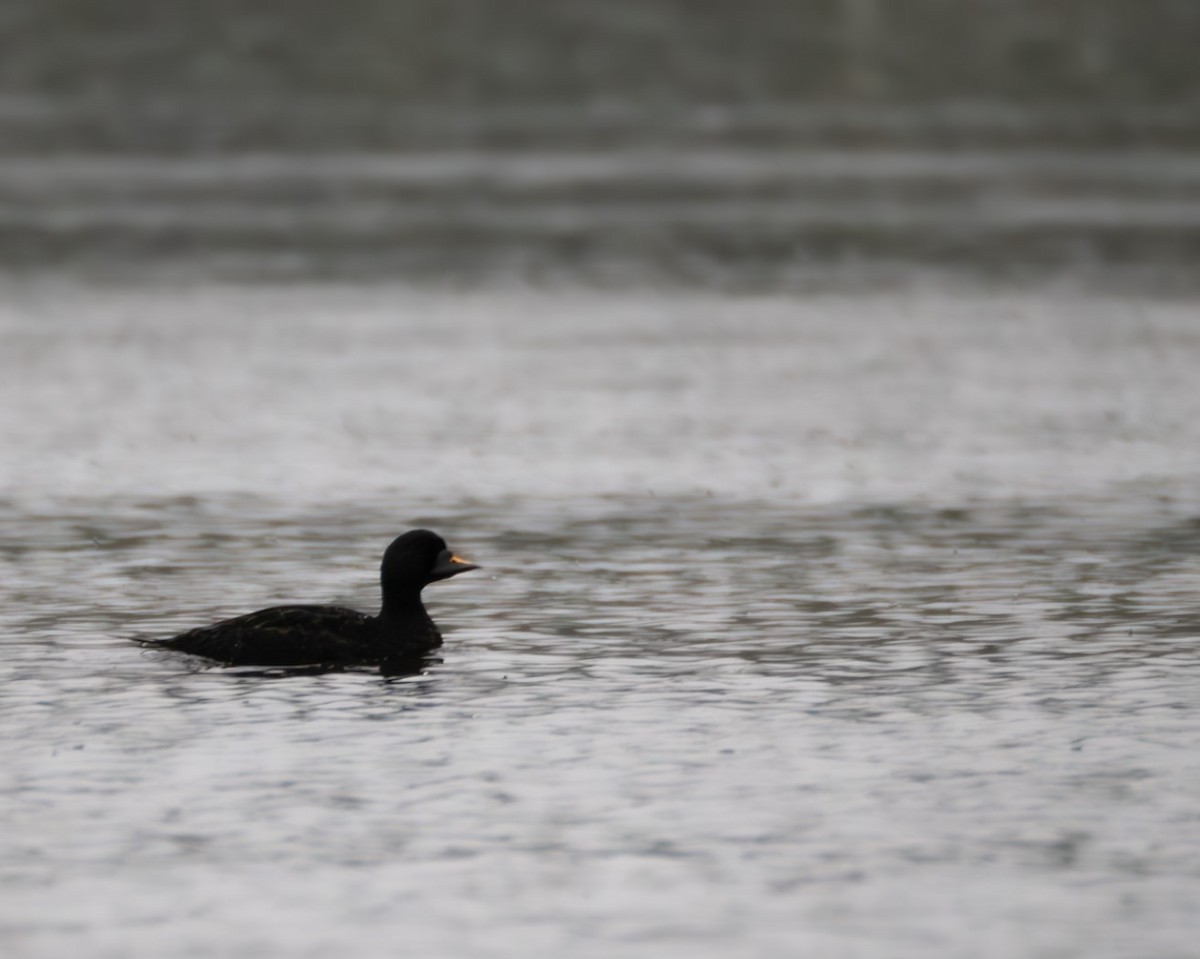 Common Scoter - Lewis Froggatt