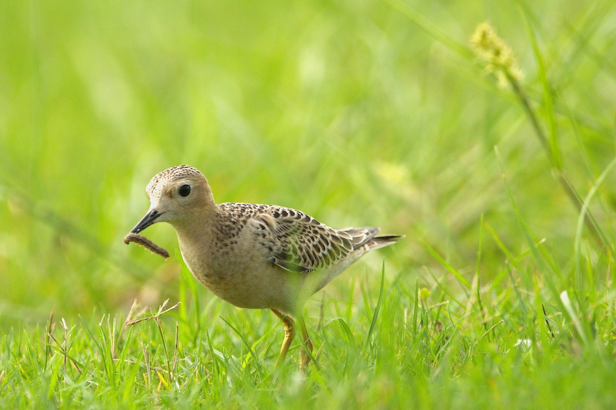 Buff-breasted Sandpiper - Aaron Powell