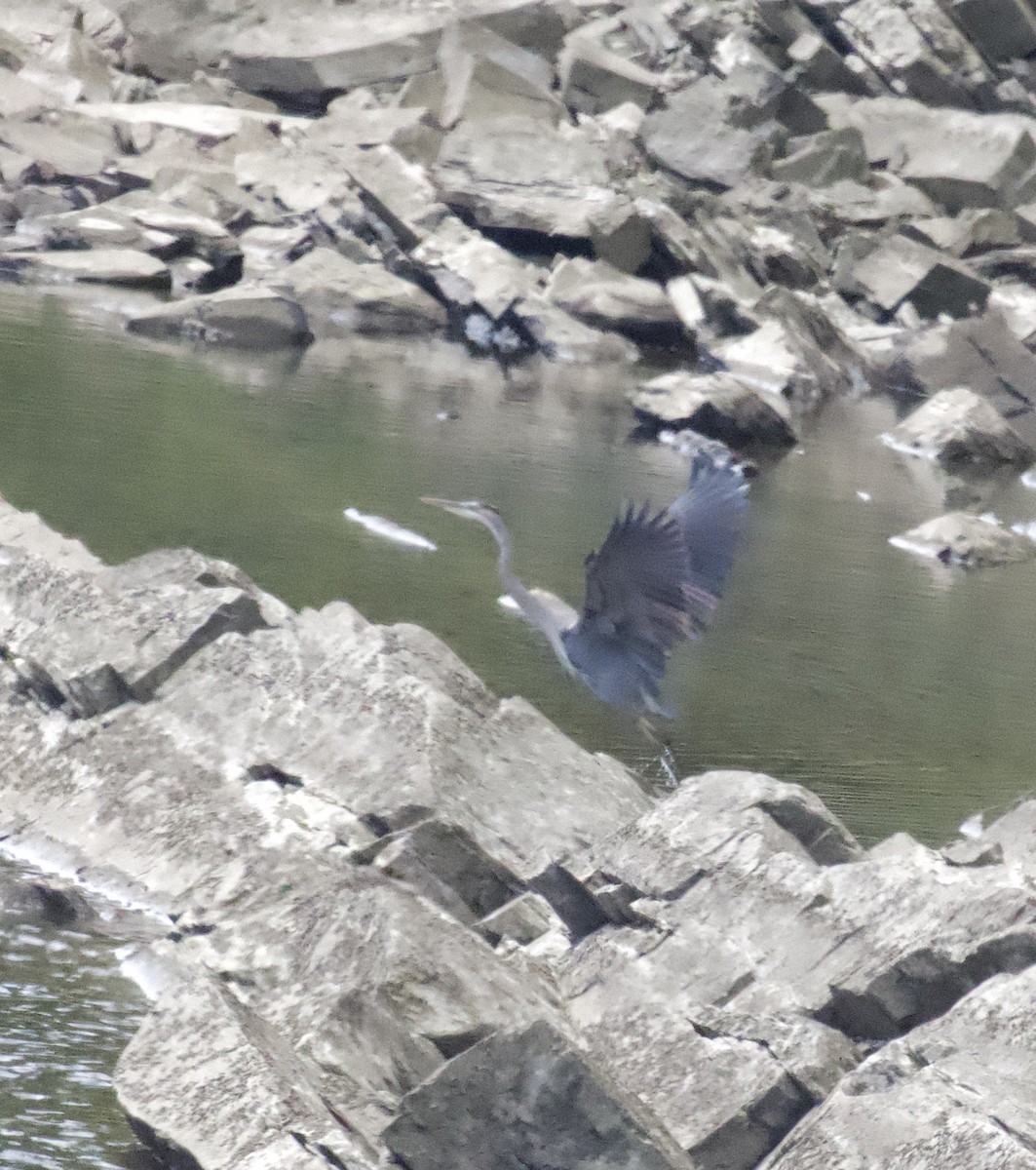 Great Blue Heron - ML623481432