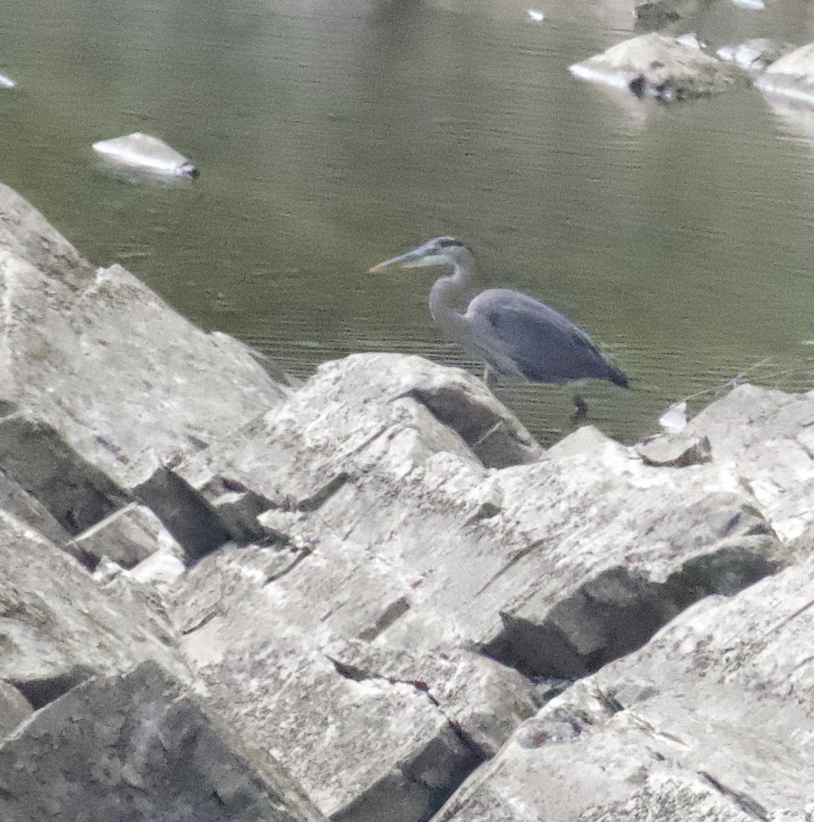 Great Blue Heron - ML623481467