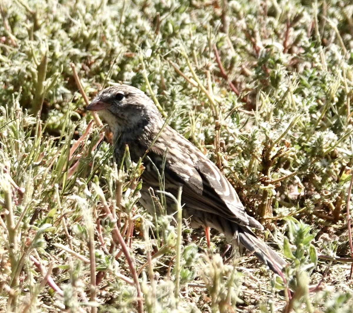 Vesper Sparrow - Raymond Ortiz