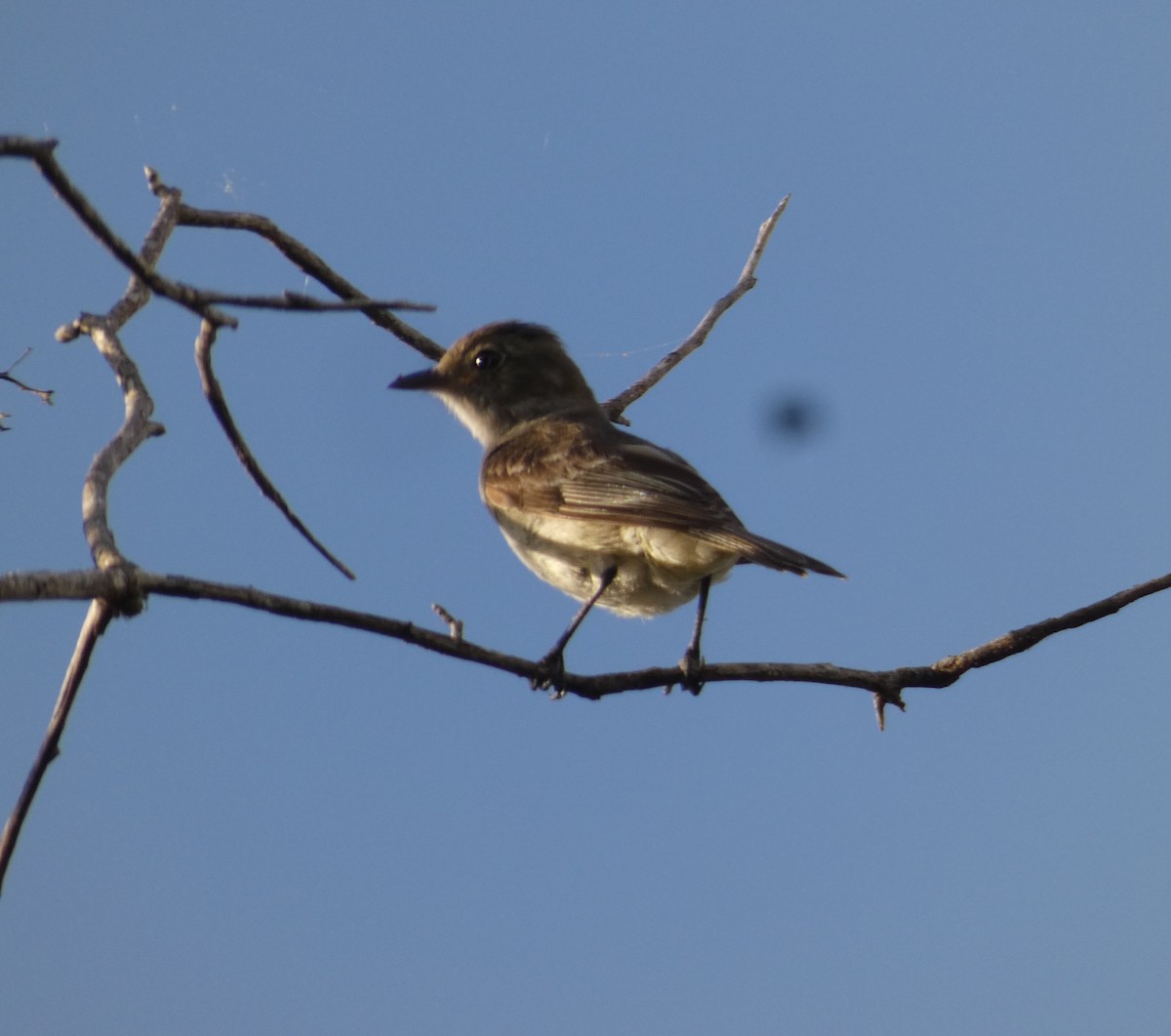 Caribbean Elaenia - ML623481518