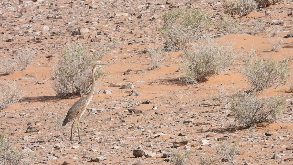 Purple Heron - ML623481520