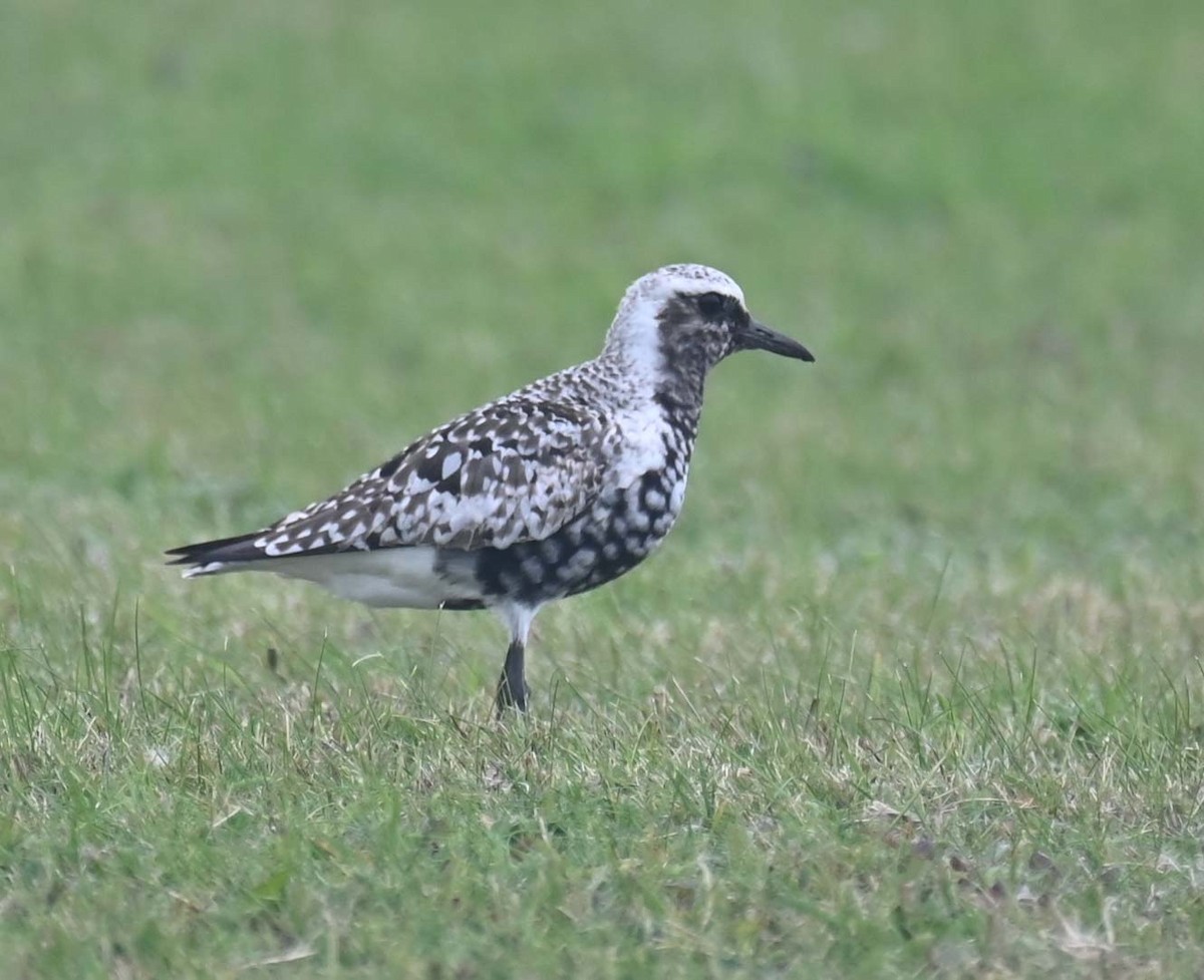 Black-bellied Plover - Kathy Marche