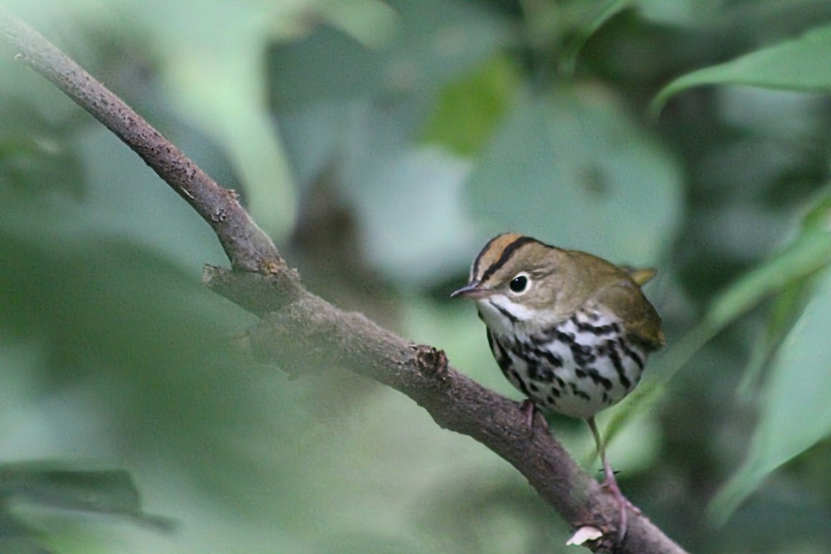 Ovenbird - Raphaël Millot